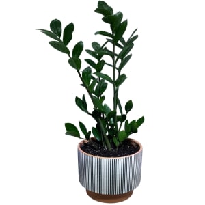 ZZ (Zanzibr Gem) House Plant Flower Bouquet
