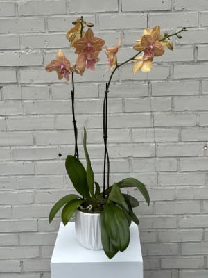Kaleidoscope Orchid Flower Bouquet