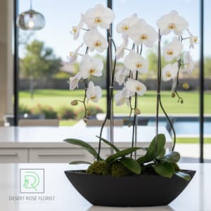 Orchid Noir