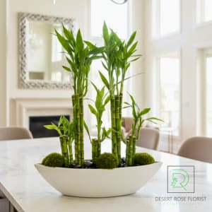 Good Luck & Wealth Bamboo