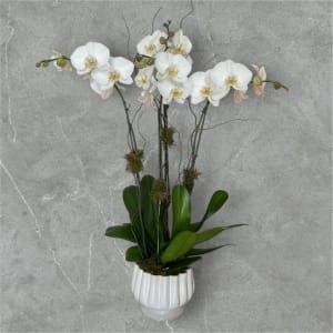 Phalaenopsis Orchid Flower Arrangement Phalaenopsis Orchid Flower Bouquet