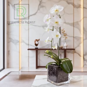 The White Orchid