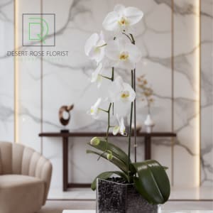 The White Orchid