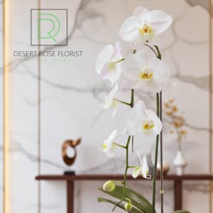 The White Orchid