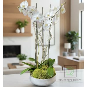 Orchid Serenity