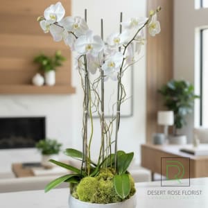 Orchid Serenity
