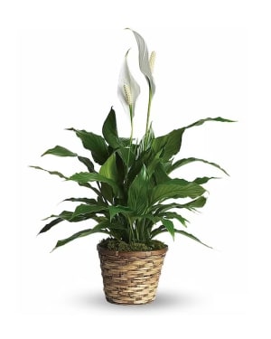 Peace Lily