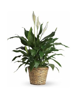 Peace Lily