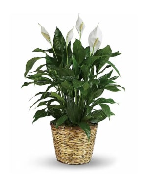 Peace Lily