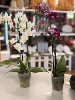 Orchid Flower Arrangement Orchid Flower Bouquet