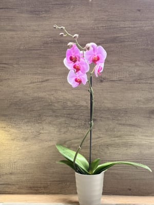 Orchid Flower Arrangement Orchid Flower Bouquet