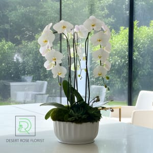 Orchid Oasis
