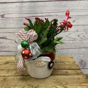 Holiday Dressed Christmas Cactus Flower Bouquet