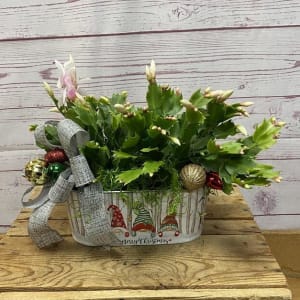 Holiday Dressed Christmas Cactus Flower Bouquet