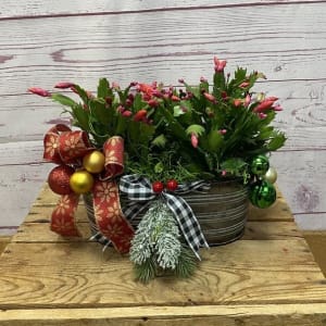 Holiday Dressed Christmas Cactus