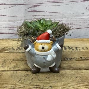 Holiday Succulent in Deer Pot Flower Bouquet