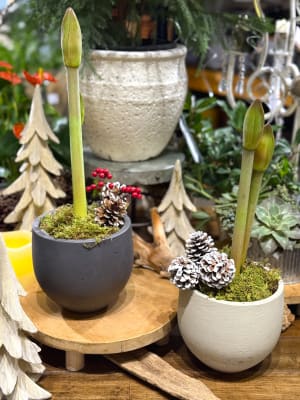 AMARYLLIS Flower Bouquet