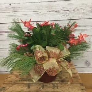 Holiday Dressed Christmas Cactus Flower Bouquet