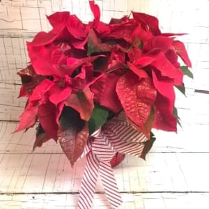 Holiday Blingsettia Plant Flower Bouquet