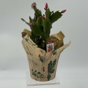4" Christmas Cactus Flower Bouquet