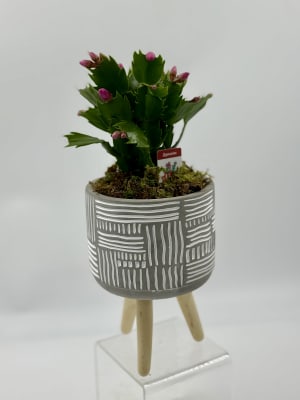 4" Christmas Cactus Flower Bouquet