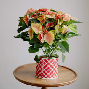 Festive Poinsettia