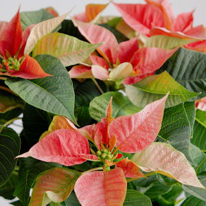 Festive Poinsettia