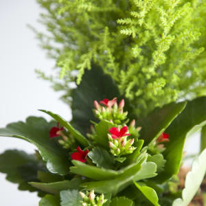 The Gilded Winter Garden | Lemon Cypress & Amaryllis Trio