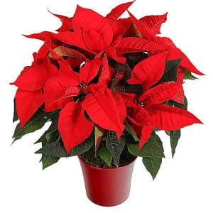 Red Poinsettia