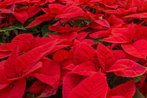 Poinsettia 10"