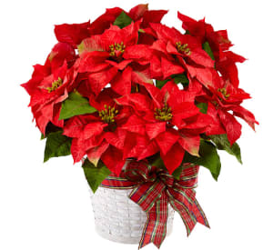 Fabulous Red Poinsettia - Limited Time, Order Early! Flower Bouquet