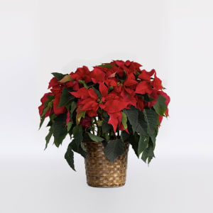 Classic Christmas Poinsettia Flower Bouquet
