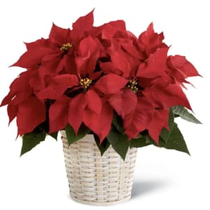 Classic Christmas Poinsettia Flower Bouquet