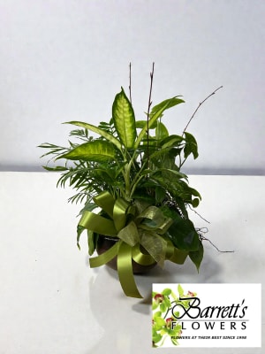 Dish Gardens Flower Bouquet