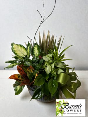 Dish Gardens Flower Bouquet