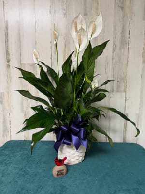 PEACE LILY