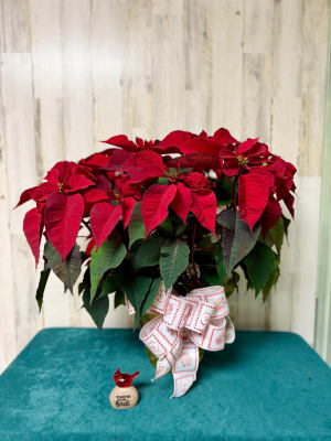 8" Red Poinsettia