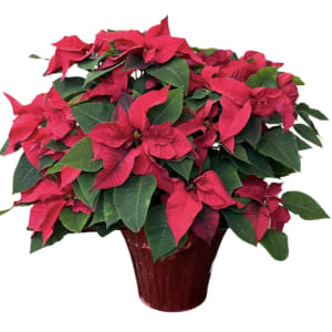 Happiest Holidays Poinsettia Flower Bouquet