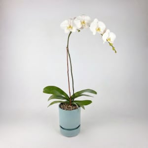 WHITE Flower Bouquet