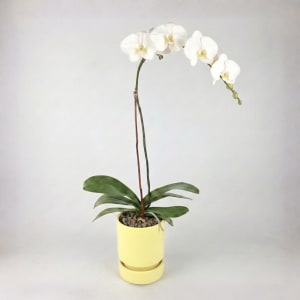 WHITE Flower Bouquet