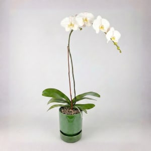 WHITE Flower Bouquet