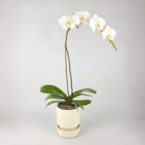 WHITE Flower Bouquet