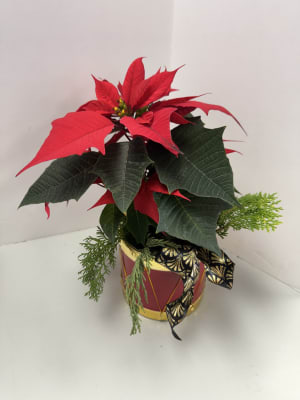 Poinsettia