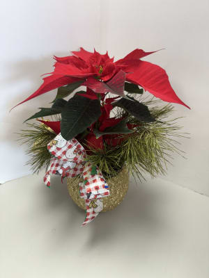Poinsettia