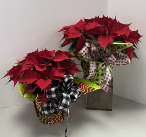 Poinsettia