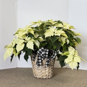 Poinsettia