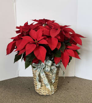 Poinsettia