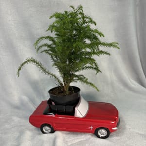 MINI NORFOLK PINES Flower Bouquet