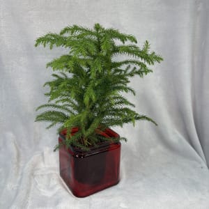 MINI NORFOLK PINES Flower Bouquet