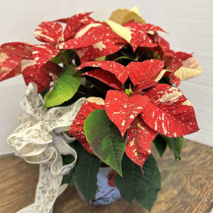 6.5" Poinsettia Flower Bouquet